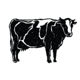 vache vache